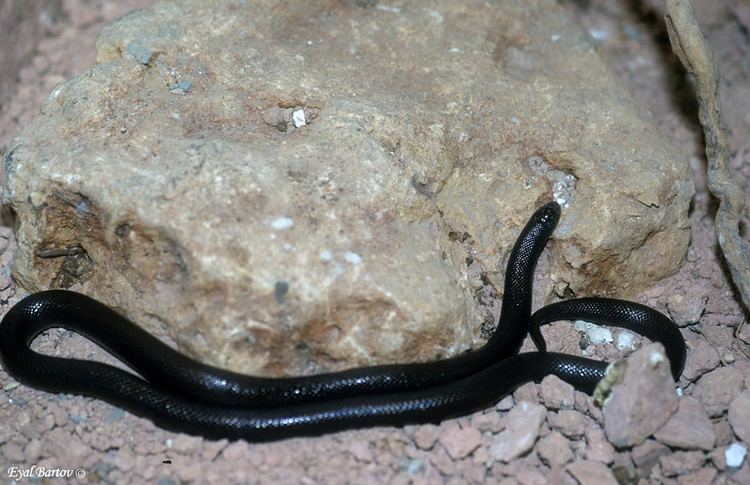 Atractaspis engaddensis snakes eyalbartov