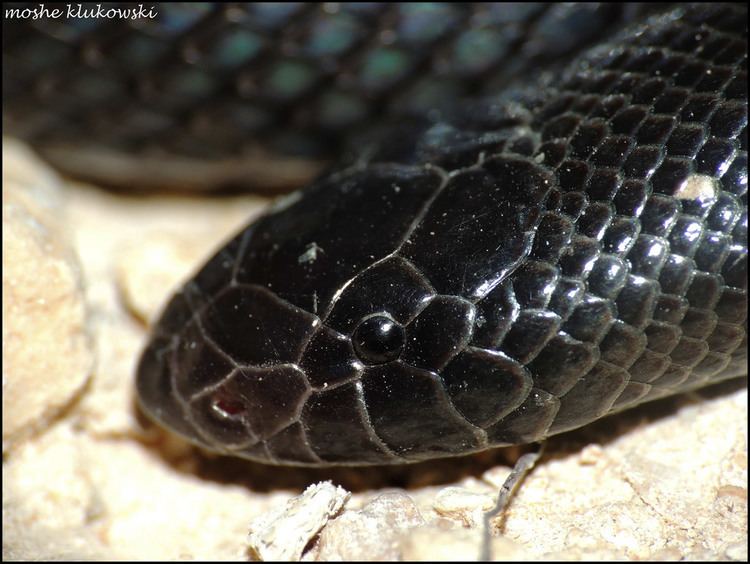 Atractaspis engaddensis Atractaspis engaddensis Black Mole Viper Flickr
