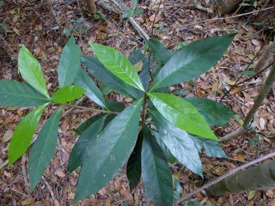 Atractocarpus Factsheet Atractocarpus benthamianus subsp benthamianus