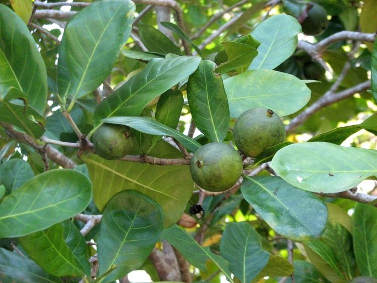 Atractocarpus FileAtractocarpus fitzalanii subsp fitzalanii fruit Kewarra 4805