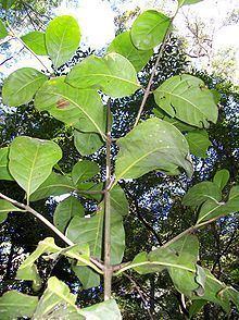 Atractocarpus benthamianus httpsuploadwikimediaorgwikipediacommonsthu