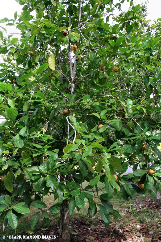 Atractocarpus fitzalanii Atractocarpus fitzalanii subspfitzalanii Brown Gardenia Flickr