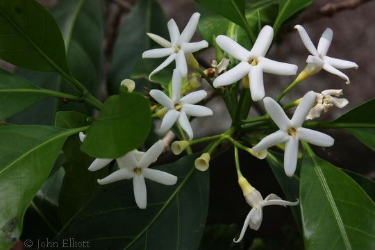 Atractocarpus fitzalanii SGAP Townsville Atractocarpus fitzalanii