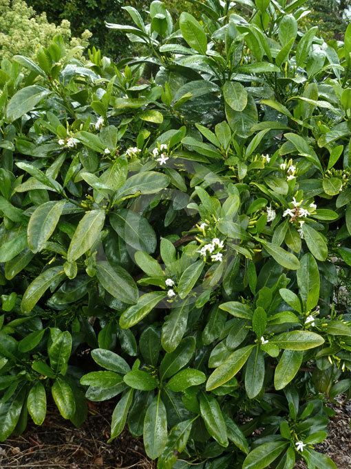 Atractocarpus fitzalanii Atractocarpus fitzalanii Brown Gardenia information amp photos