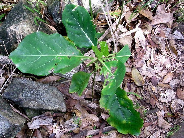 Atractocarpus stipularis