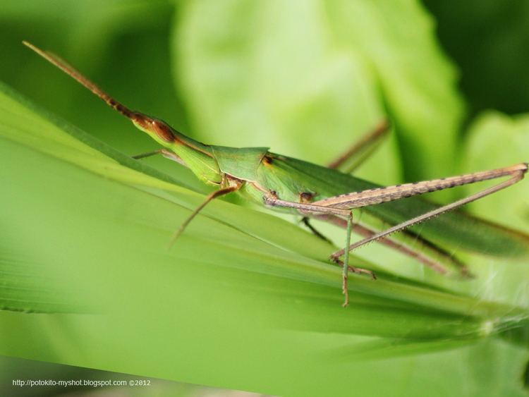 Atractomorpha (grasshopper) Vegetable Grasshopper Atractomorpha crenulata Sumatra Indonesia