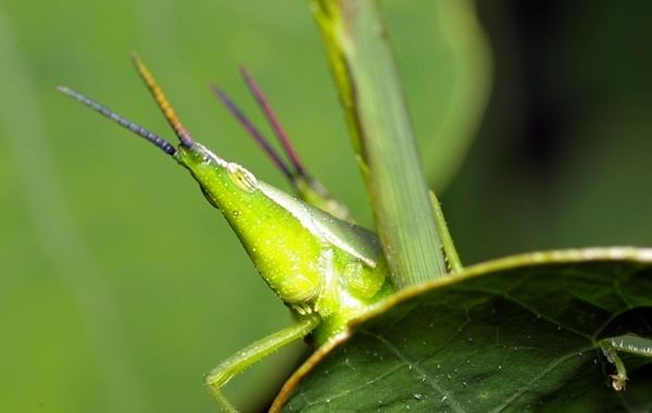 Atractomorpha (grasshopper) Vegetable Grasshopper Atractomorpha sp