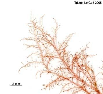 Atractophora wwwmarevitaorgdonneesAlgues20et20plantes20m