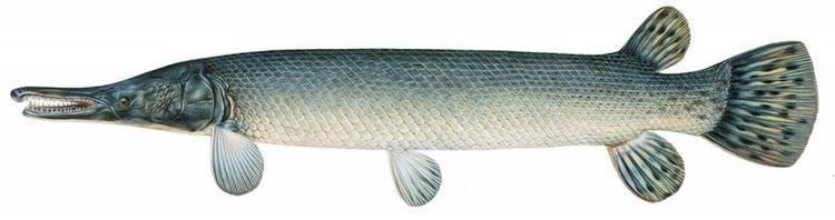 Atractosteus Fishes of Texas Atractosteus spatula