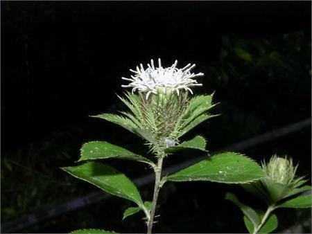 Atractylodes Atractylodis Macrocephalae Rhizoma Alba Bai Zhu Eastern Medicine Herb