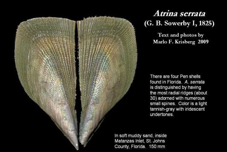 Atrina Atrina serrata G B Sowerby I 1825 Let39s Talk Seashells