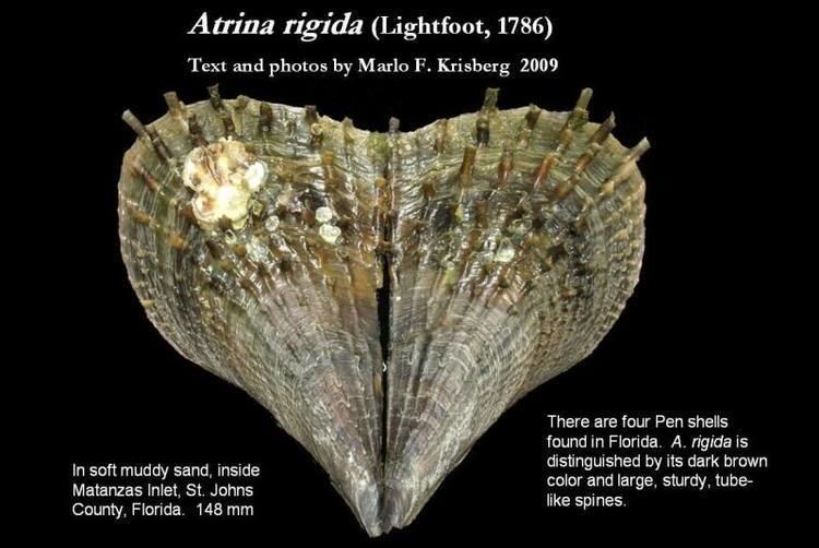Atrina Atrina rigida Lightfoot 1786 Let39s Talk Seashells