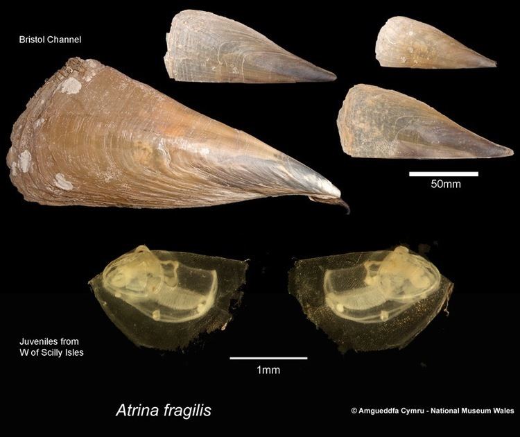 Atrina fragilis Atrina fragilis Pennant 1777 Marine Bivalve Shells of the