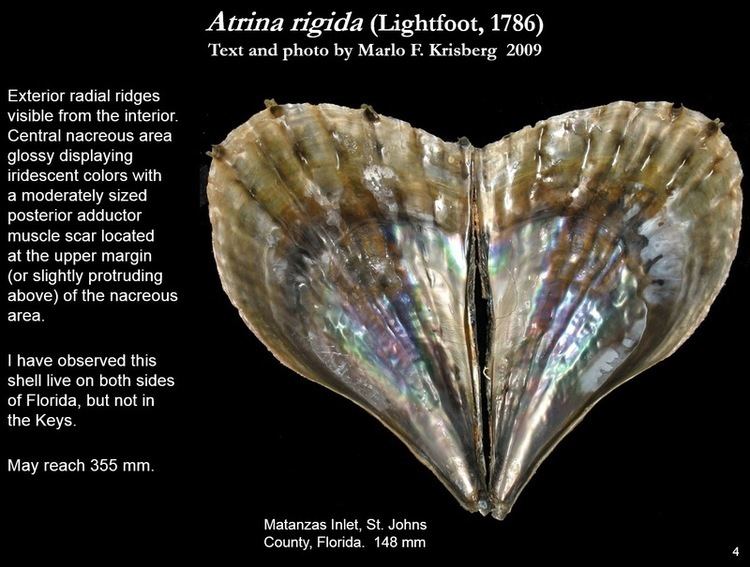 Atrina rigida Atrina rigida Lightfoot 1786 Let39s Talk Seashells
