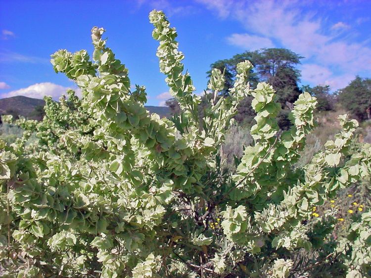 Atriplex canescens Vascular Plants of the Gila Wilderness Atriplex canescens