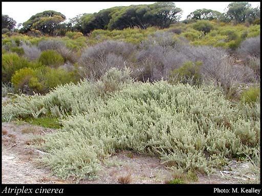Atriplex cinerea Atriplex cinerea Poir FloraBase Flora of Western Australia