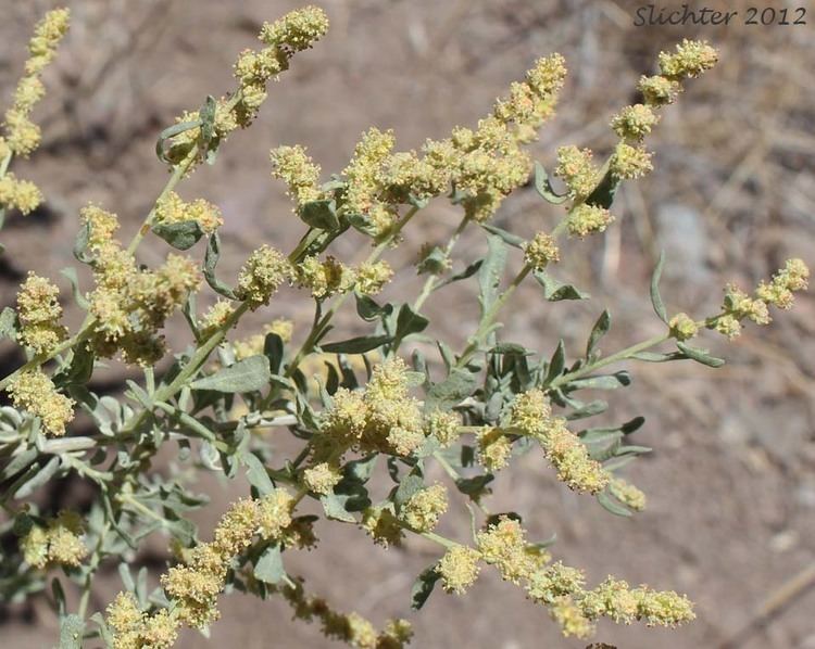 Atriplex confertifolia confertifolia3djpg