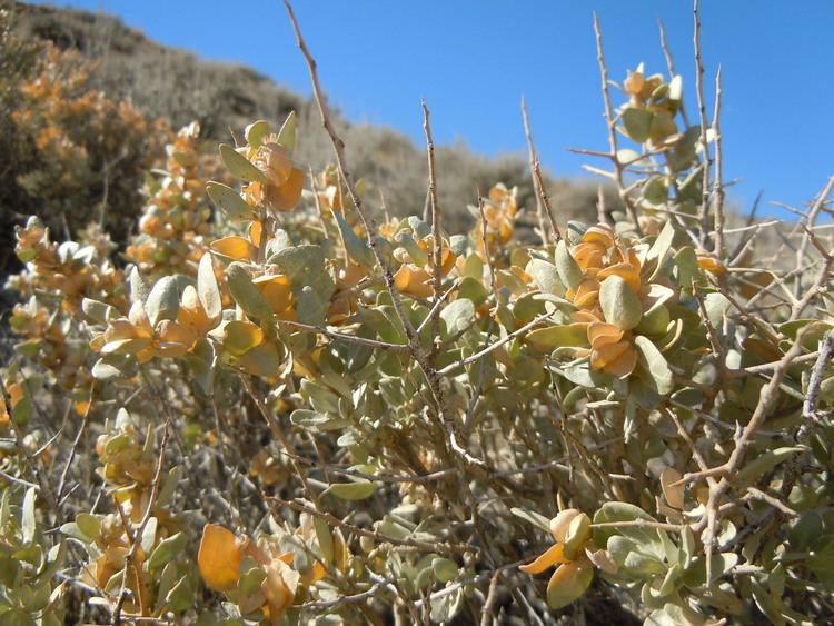 Atriplex confertifolia FileAtriplex confertifolia 5041779203jpg Wikimedia Commons