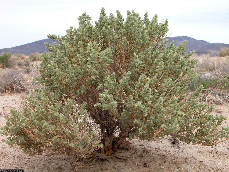 Atriplex confertifolia Large image for Atriplex confertifolia shadscale saltbush USDA