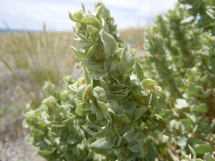 Atriplex confertifolia FileAtriplex confertifolia 5063218662jpg Wikimedia Commons