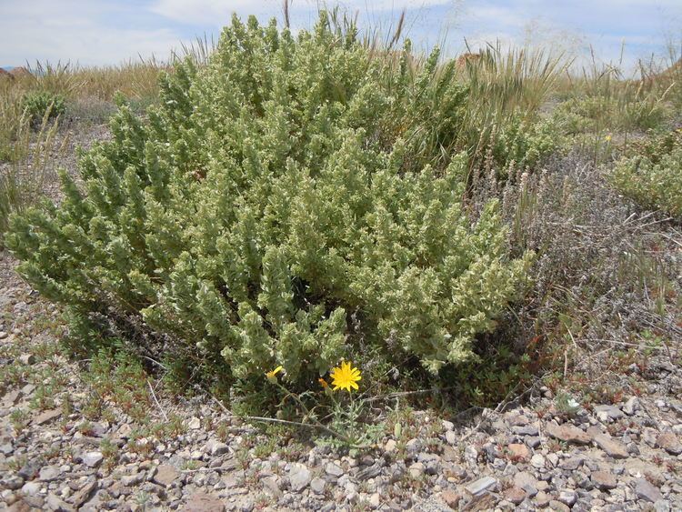 Atriplex confertifolia FileAtriplex confertifolia 5063217522jpg Wikimedia Commons