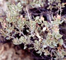 Atriplex confertifolia httpsuploadwikimediaorgwikipediacommonsthu