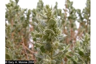 Atriplex confertifolia Plants Profile for Atriplex confertifolia shadscale saltbush