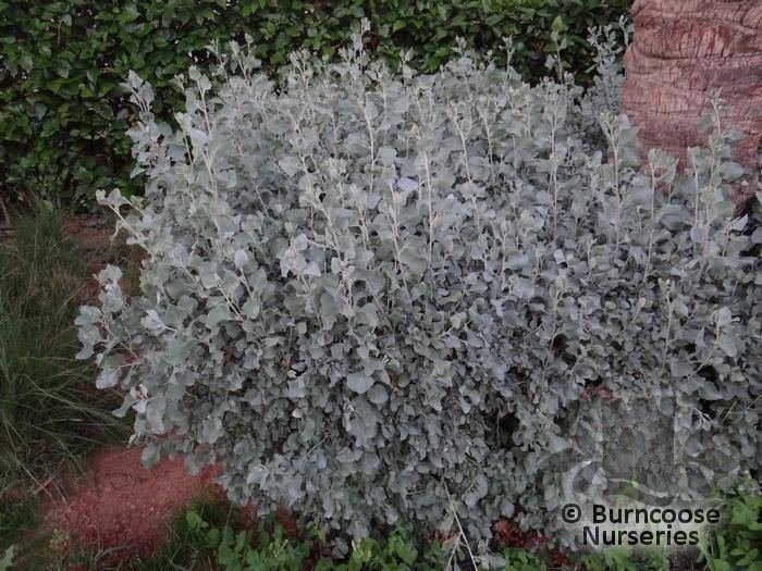 Atriplex halimus Atriplex Halimus from Burncoose Nurseries