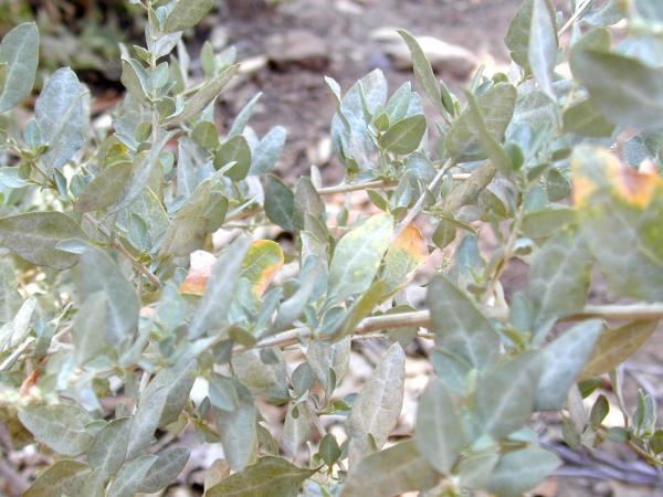 Atriplex lentiformis Atriplex lentiformis ssp lentiformis California Natives Wiki
