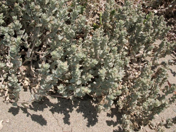 Atriplex leucophylla Wildflowers NPS SAMO NRA Atriplex leucophylla detail page