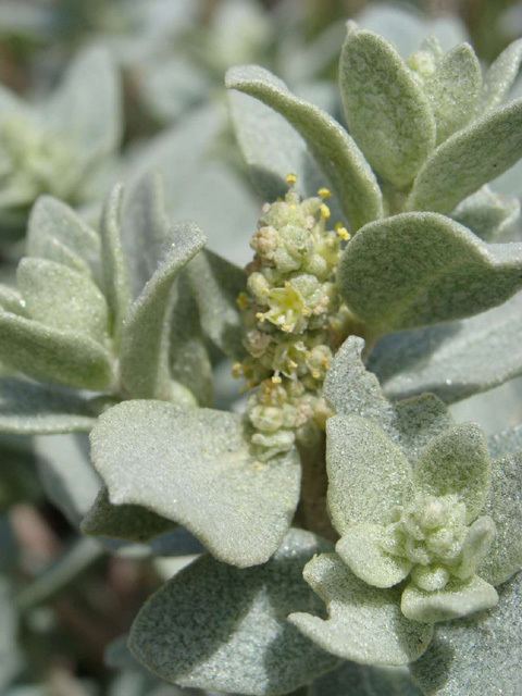 Atriplex leucophylla Beach saltbush Atriplex leucophylla