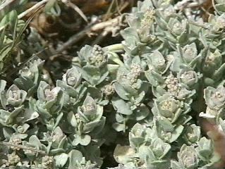 Atriplex leucophylla Atriplex leucophylla Beach Saltbush