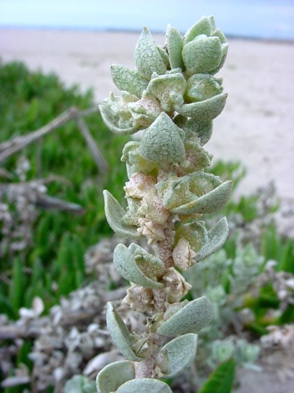 Atriplex leucophylla Beach saltbush