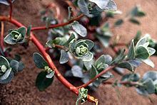 Atriplex leucophylla httpsuploadwikimediaorgwikipediacommonsthu