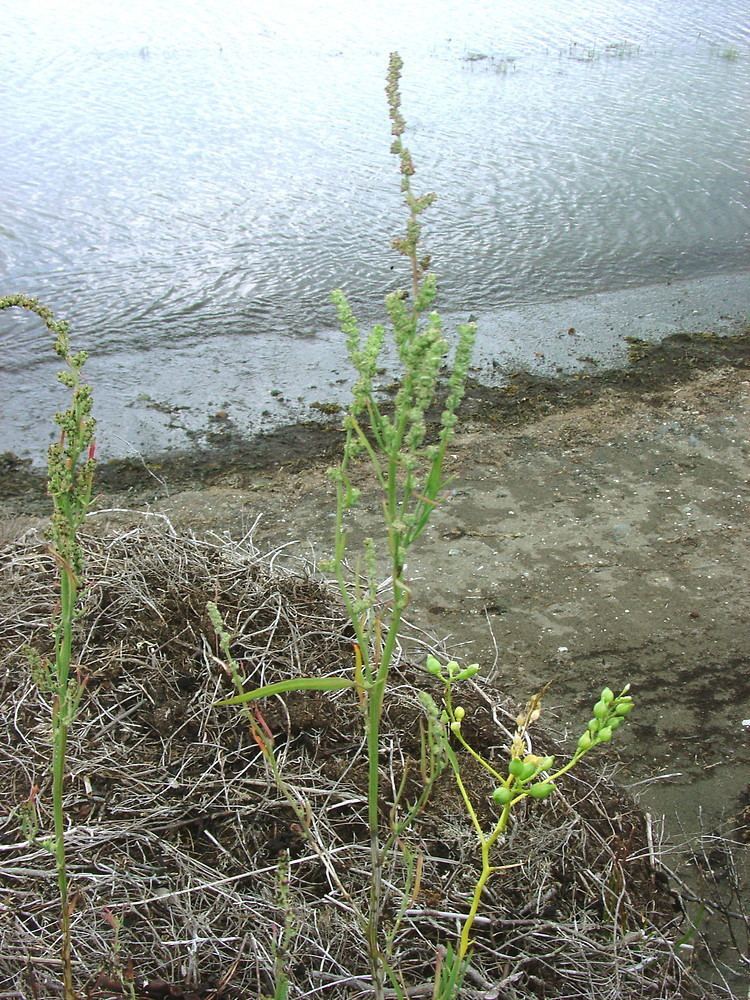 Atriplex littoralis Atriplex littoralis linearleaved orache Go Botany