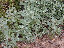 Atriplex suberecta httpsuploadwikimediaorgwikipediacommonsthu