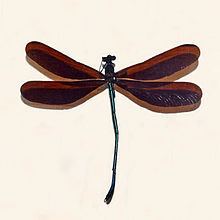 Atrocalopteryx atrata httpsuploadwikimediaorgwikipediacommonsthu