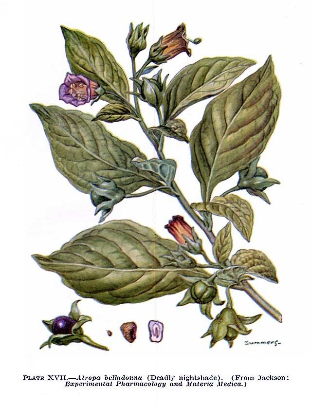 Atropa Atropa belladonna