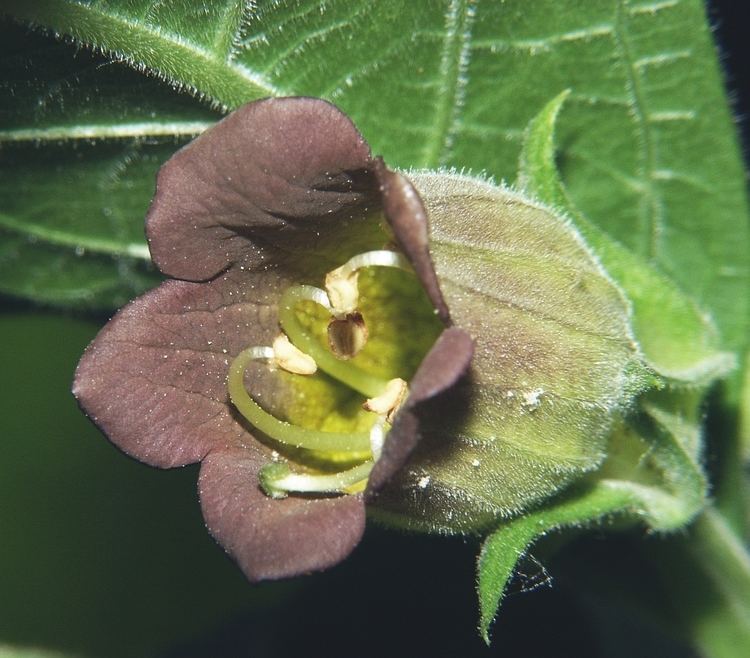Atropa Atropa belladonna Belladonna Nightshade Plant Guide Auntie