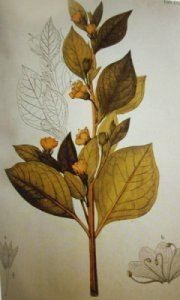 Atropa baetica httpsuploadwikimediaorgwikipediacommonsbb