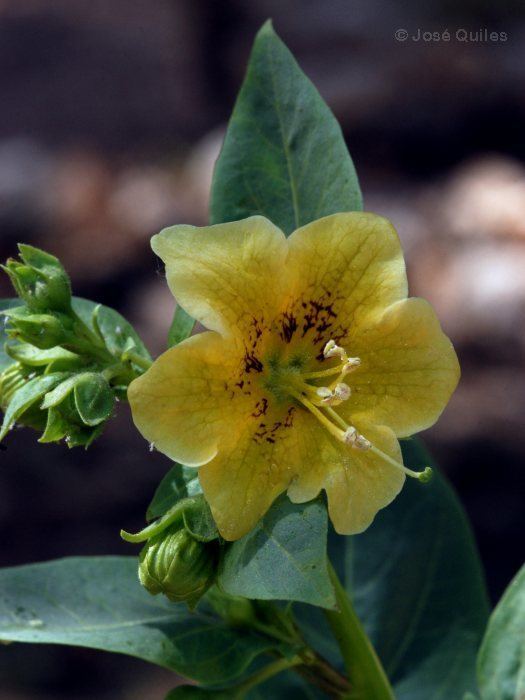 Atropa baetica Atropabaeticajpg