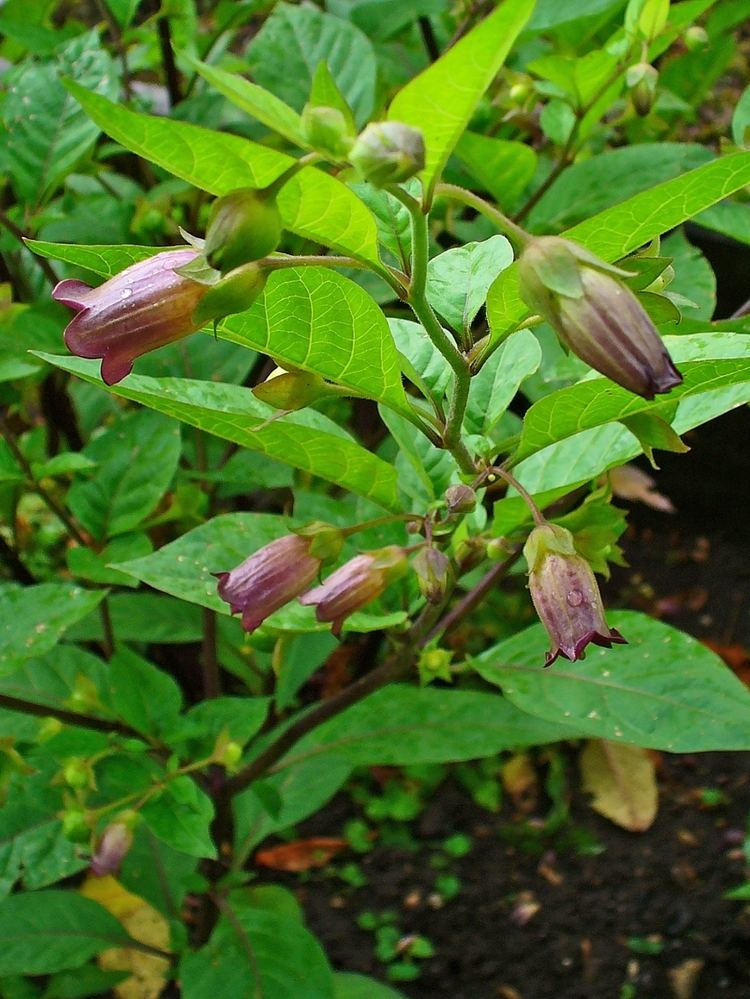 Atropa belladonna Web page