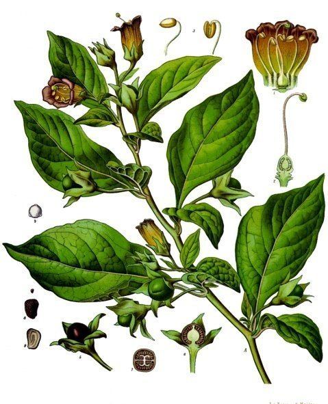 Atropa Atropa belladonna Wikipedia