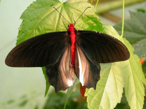 Atrophaneura semperi Semperi Atrophaneura semperi male