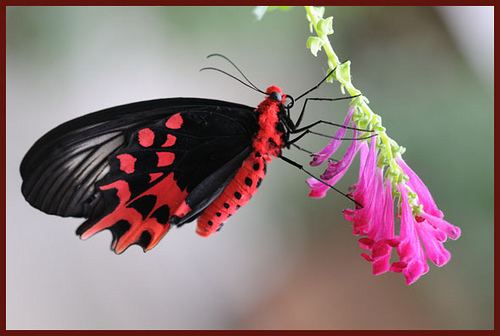 Atrophaneura semperi Atrophaneura Semperi Visit my website wwwDavidFingerhut