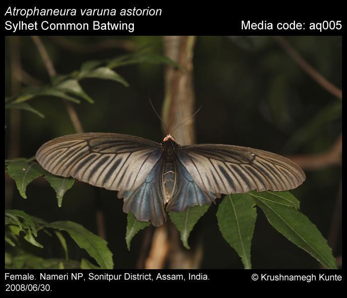 Atrophaneura varuna Atrophaneura varuna Common Batwing Butterflies of India