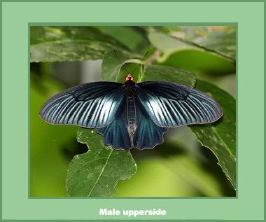 Atrophaneura varuna Butterflies gtgt Papilionidae gtgt Atrophaneura varuna varuna