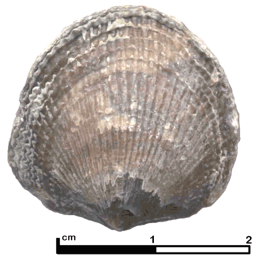 Atrypa Silurian fossil of the Month