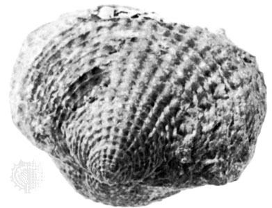Atrypa Atrypa extinct brachiopod genus Britannicacom