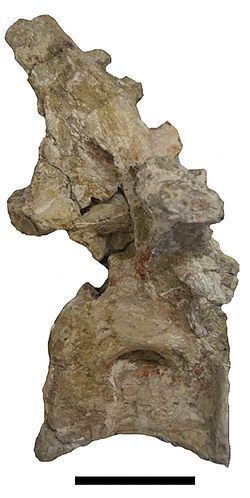 Atsinganosaurus httpsuploadwikimediaorgwikipediacommonsthu